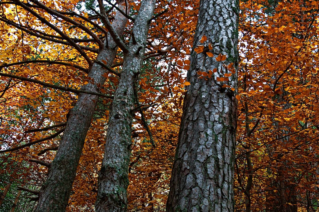 ¿Qué es Lacuniacha?