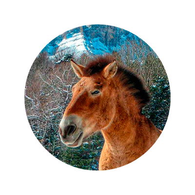 Caballo de Przewalski