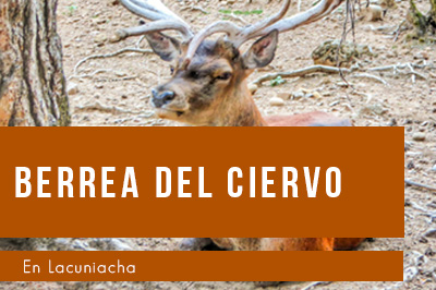 La berrea del ciervo en Lacuniacha: un espectáculo que no puedes perderte