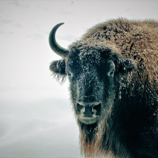Invierno en Lacuniacha
