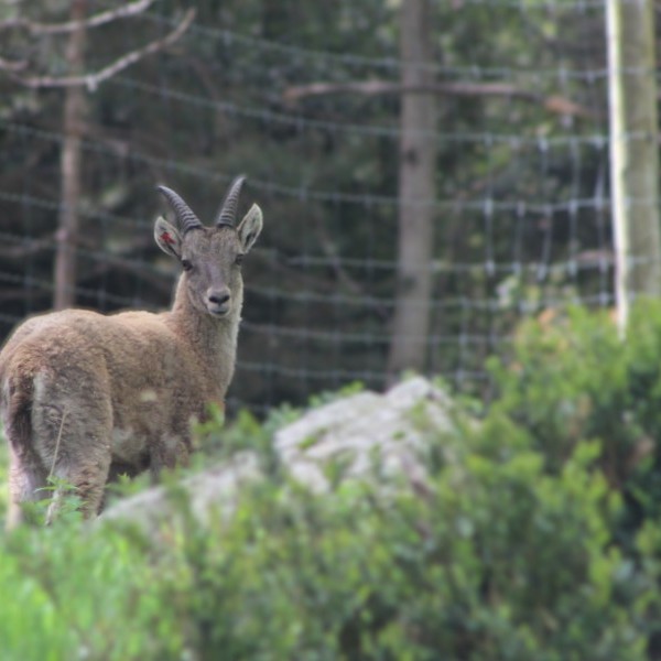 NUEVA ESPECIE EN LACUNIACHA 